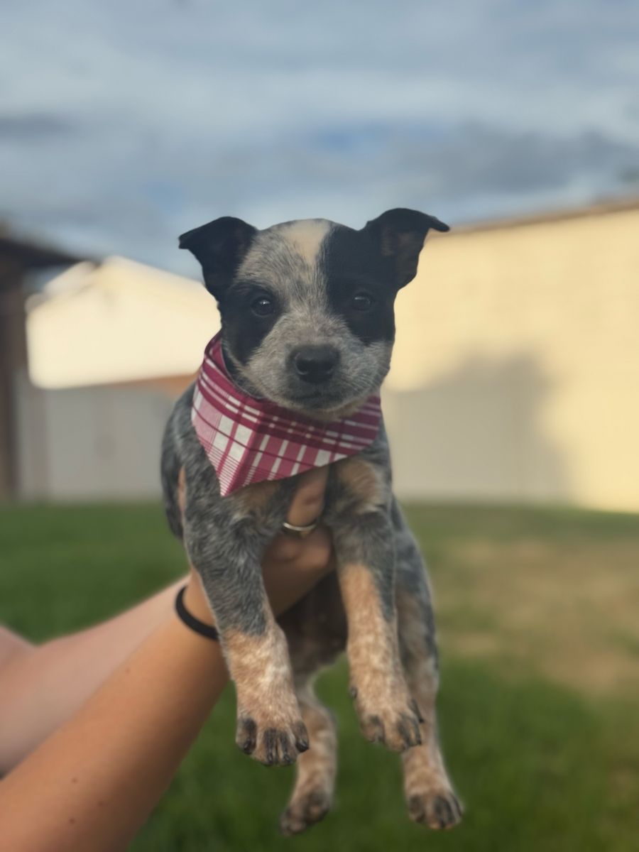 Blue Heeler Puppy - Female