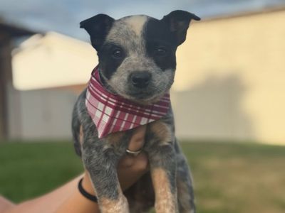 Blue Heeler Puppy - Female