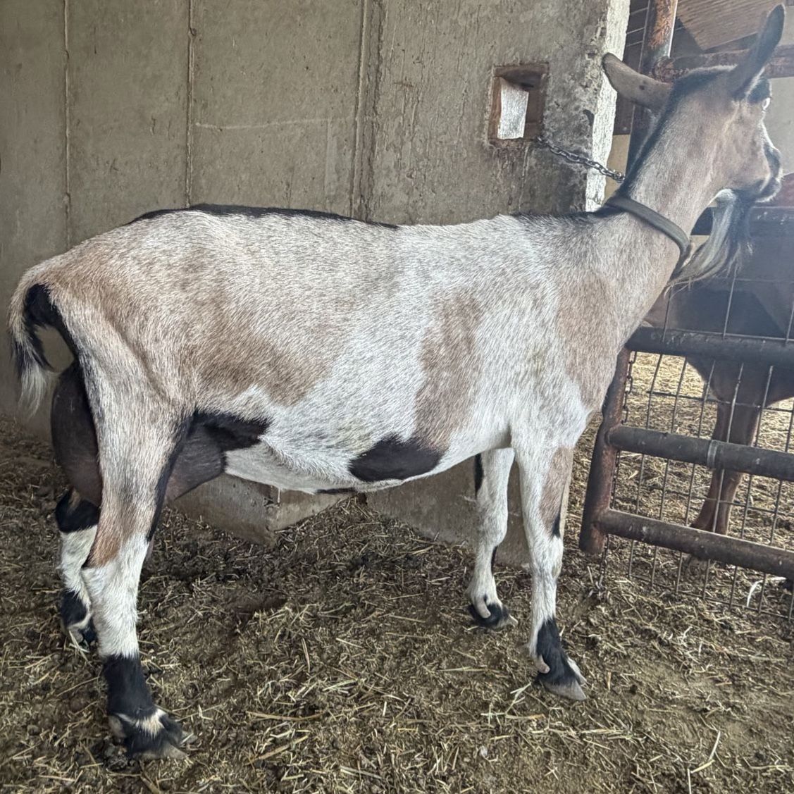 Dairy Milk Goat