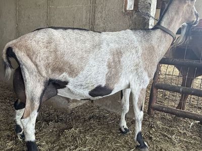 Dairy Milk Goat