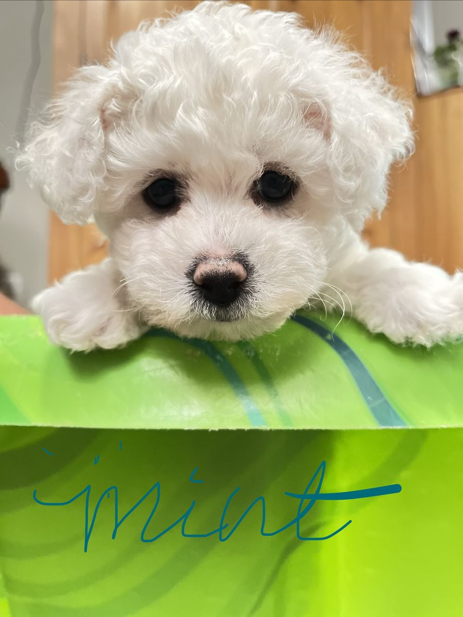 Queen Ann Bichon Frisé (Frise) Puppies - AKC, Champion Blood Lines - Just in Time for Summer