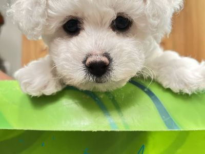 Queen Ann Bichon Frisé (Frise) Puppies - AKC, Champion Blood Lines - Just in Time for Summer