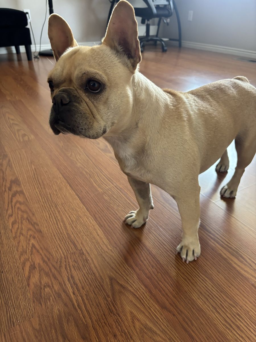 French Bulldog Female 2 yrs old