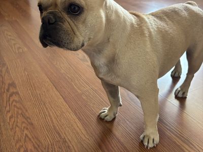 French Bulldog Female 2 yrs old