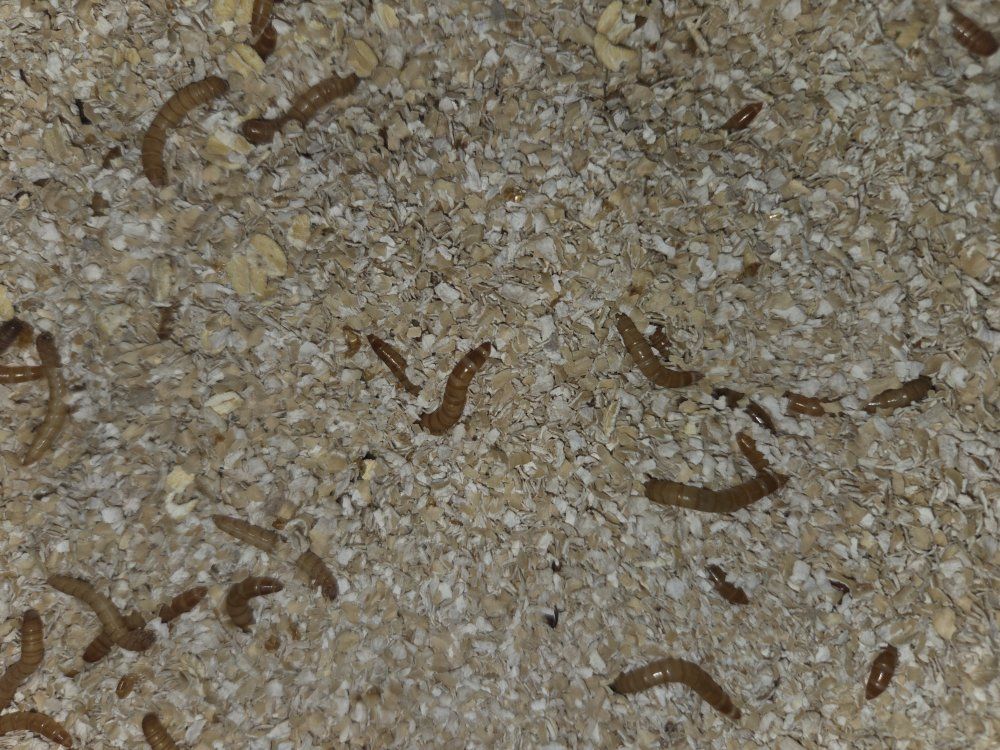 Mealworms and beetles