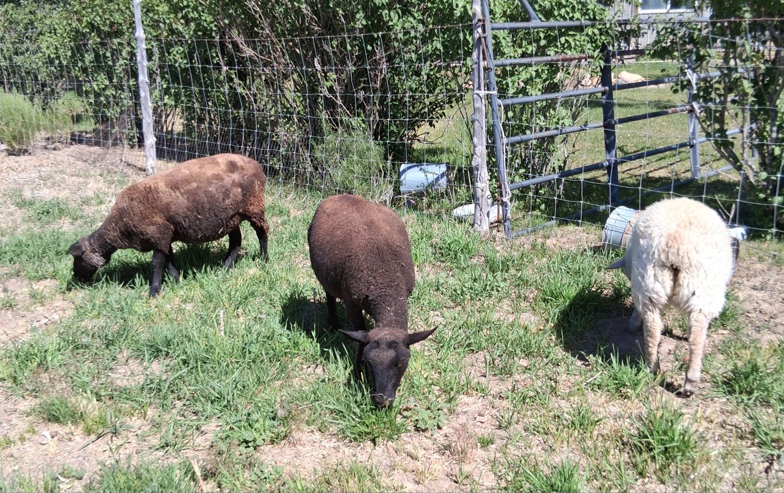 Group of 3 under 2 year old ewes