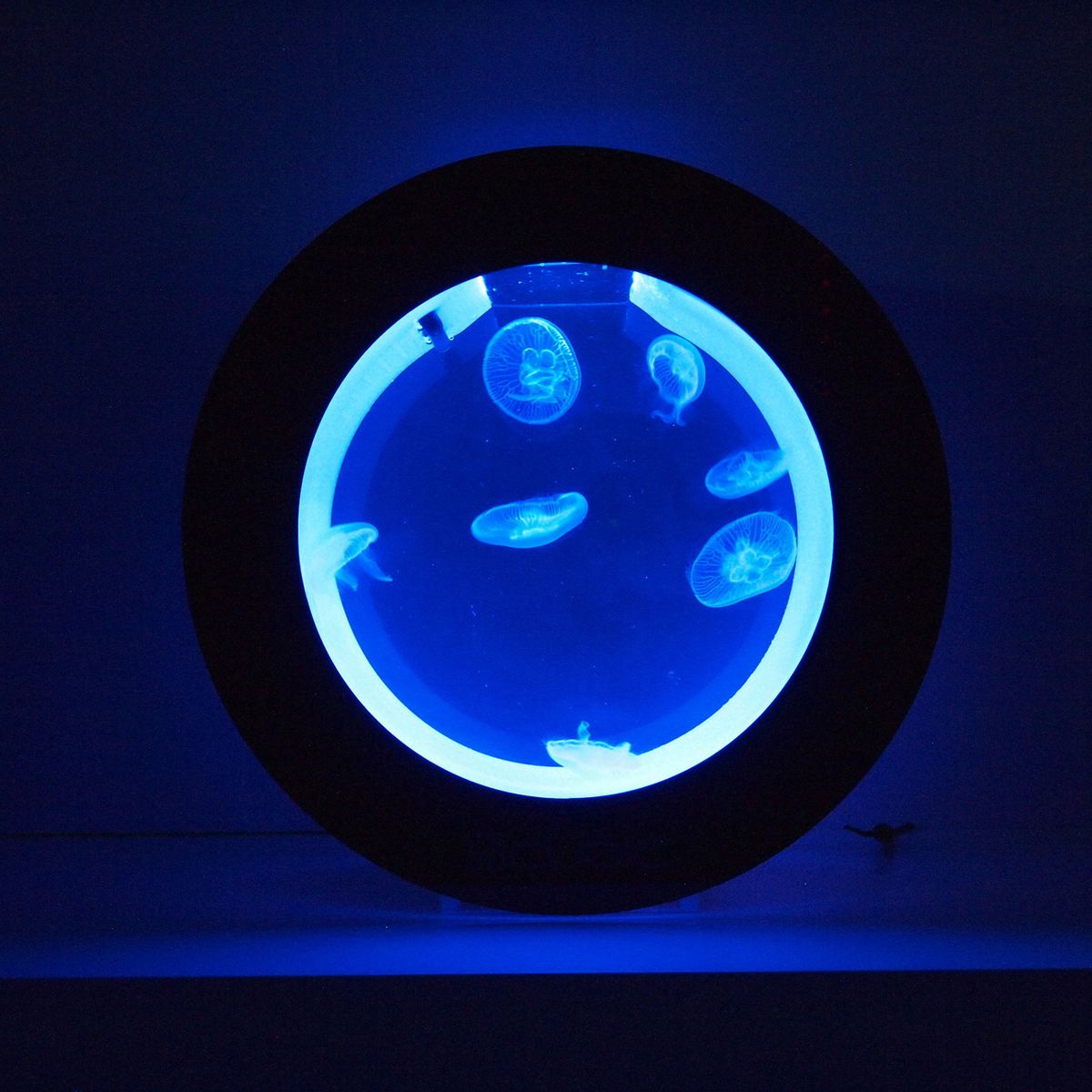 Jellyfish Saltwater Aquarium Starter Kit