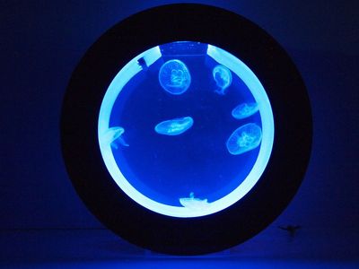 Jellyfish Saltwater Aquarium Starter Kit
