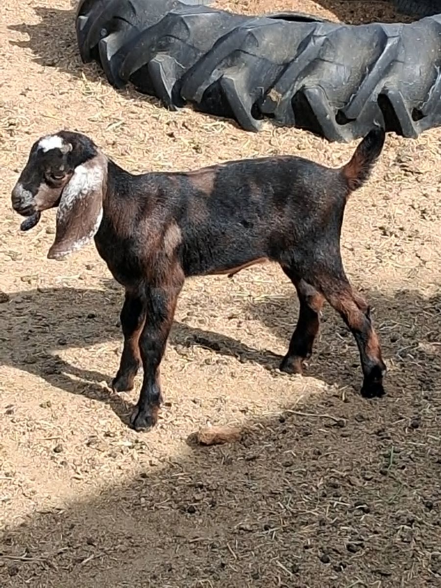 3 ADGA Reg Nubian Doelings goats