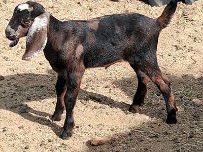 3 ADGA Reg Nubian Doelings goats