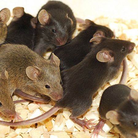 Feeder Mice - Live Mice for Sale