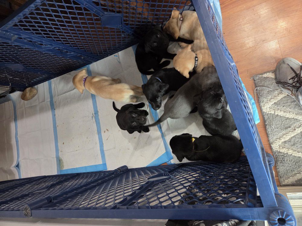 lab puppies