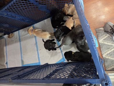 lab puppies