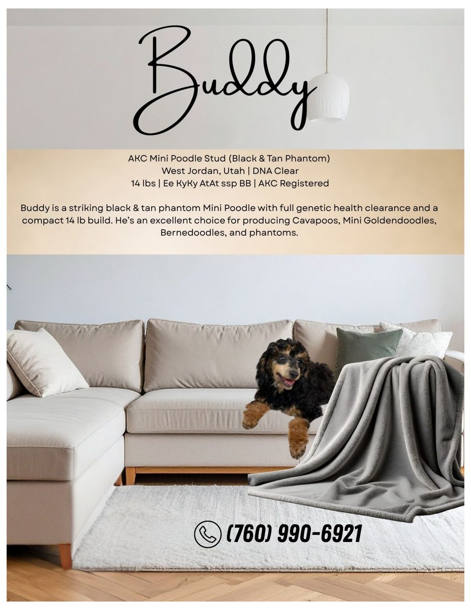 Buddy - AKC Mini Poodle Stud, 14 lbs, Black and Tan Phantom, DNA Clear