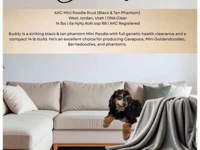 Buddy - AKC Mini Poodle Stud, 14 lbs, Black and Tan Phantom, DNA Clear