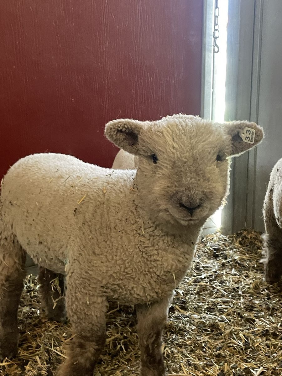Olde English Miniature Southdown Babydoll Sheep