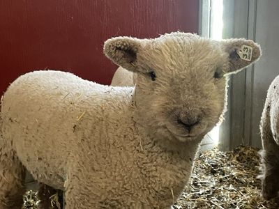 Olde English Miniature Southdown Babydoll Sheep