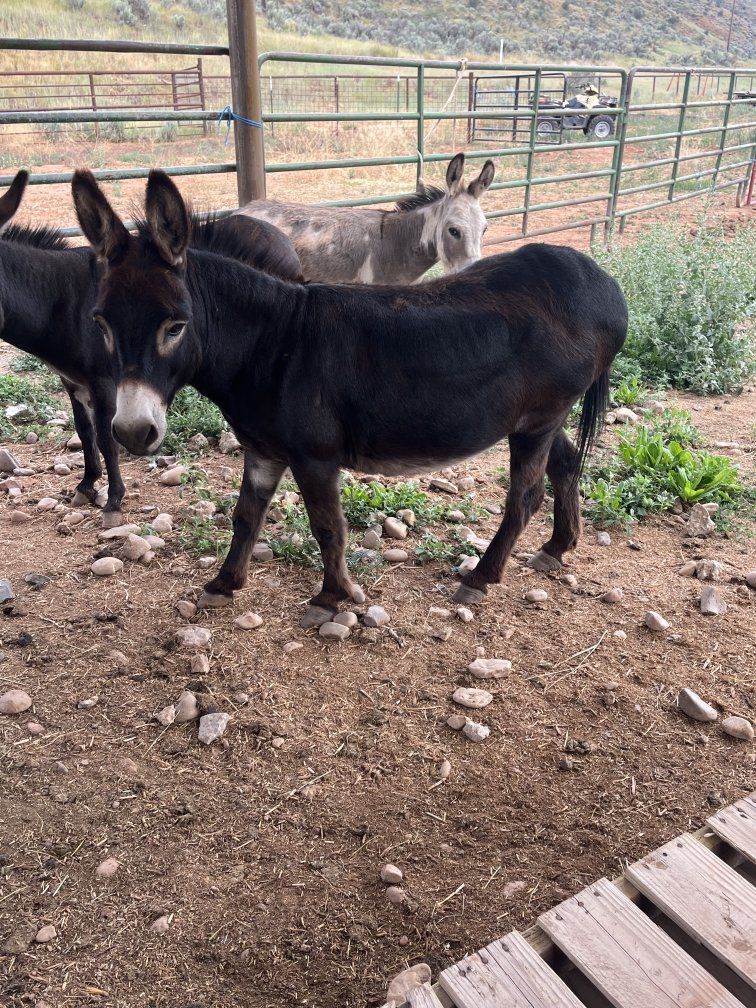 Donkey, mini john(castrated male) 9 yrs old