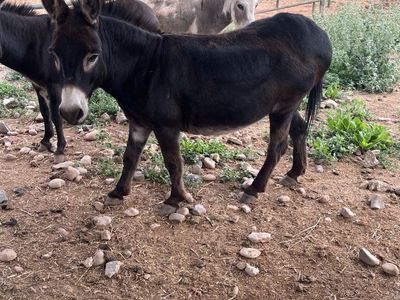 Donkey, mini john(castrated male) 9 yrs old