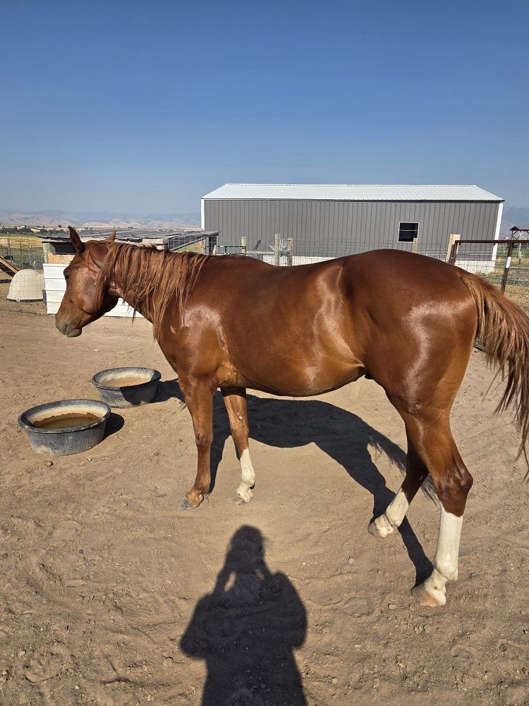 4 year old Ace Hot Rio