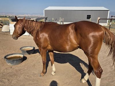 4 year old Ace Hot Rio