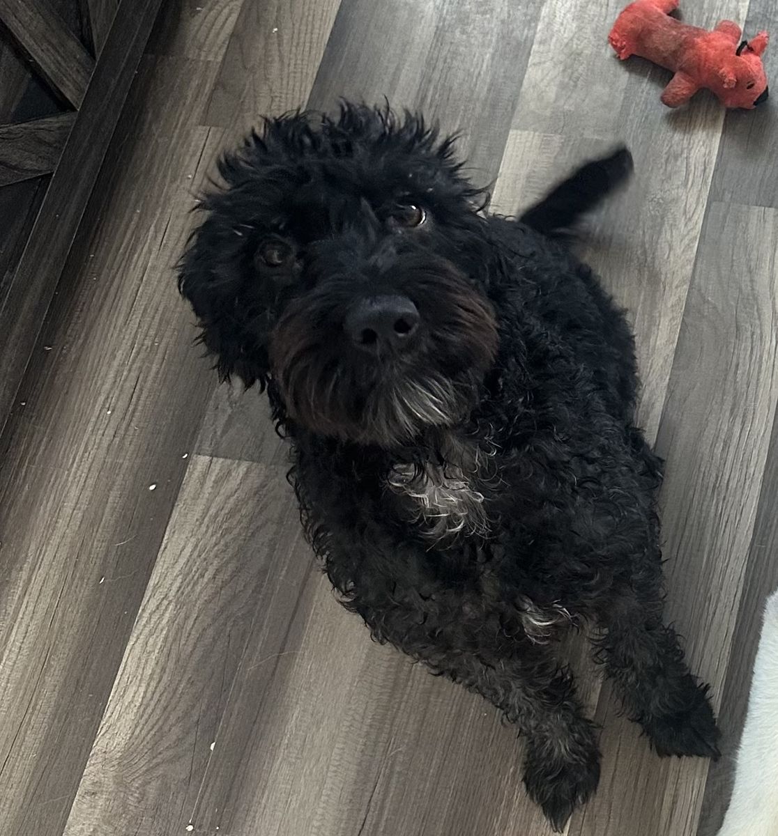 Labradoodle