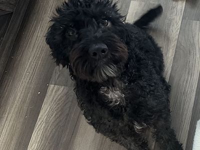 Labradoodle