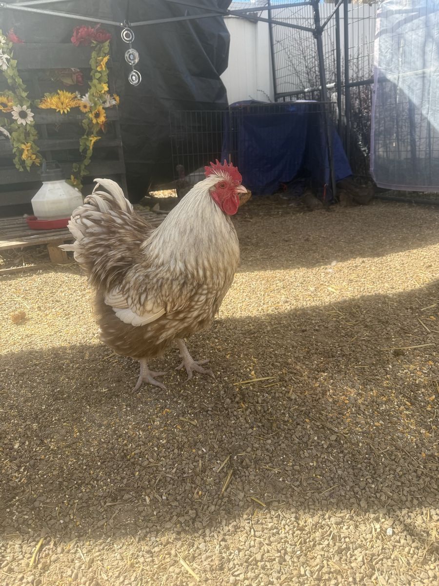 Chocolate laced Buff Rooster