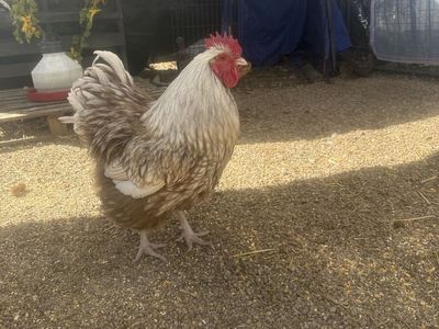 Chocolate laced Buff Rooster