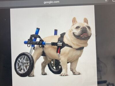 Walking Wheels Pet Wheelchair