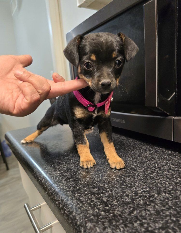 chihuahua mix pups