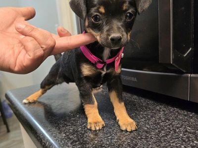 chihuahua mix pups