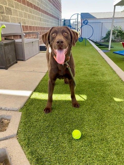 A162550 Comrade is Available for  Adoption!