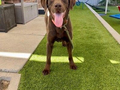 A162550 Comrade is Available for Adoption!
