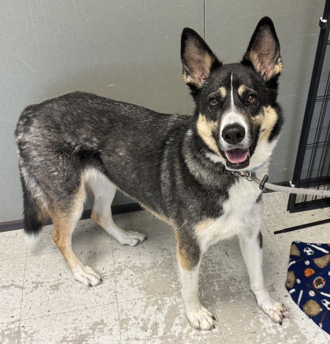 A165135 Cleo, Available for Adoption