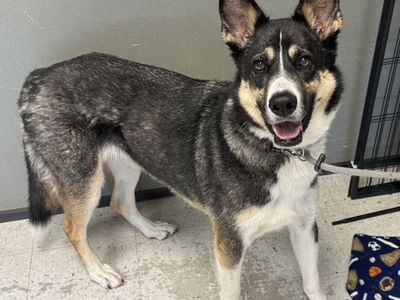 A165135 Cleo, Available for Adoption