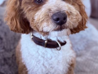 3 yr old Mini Poodle