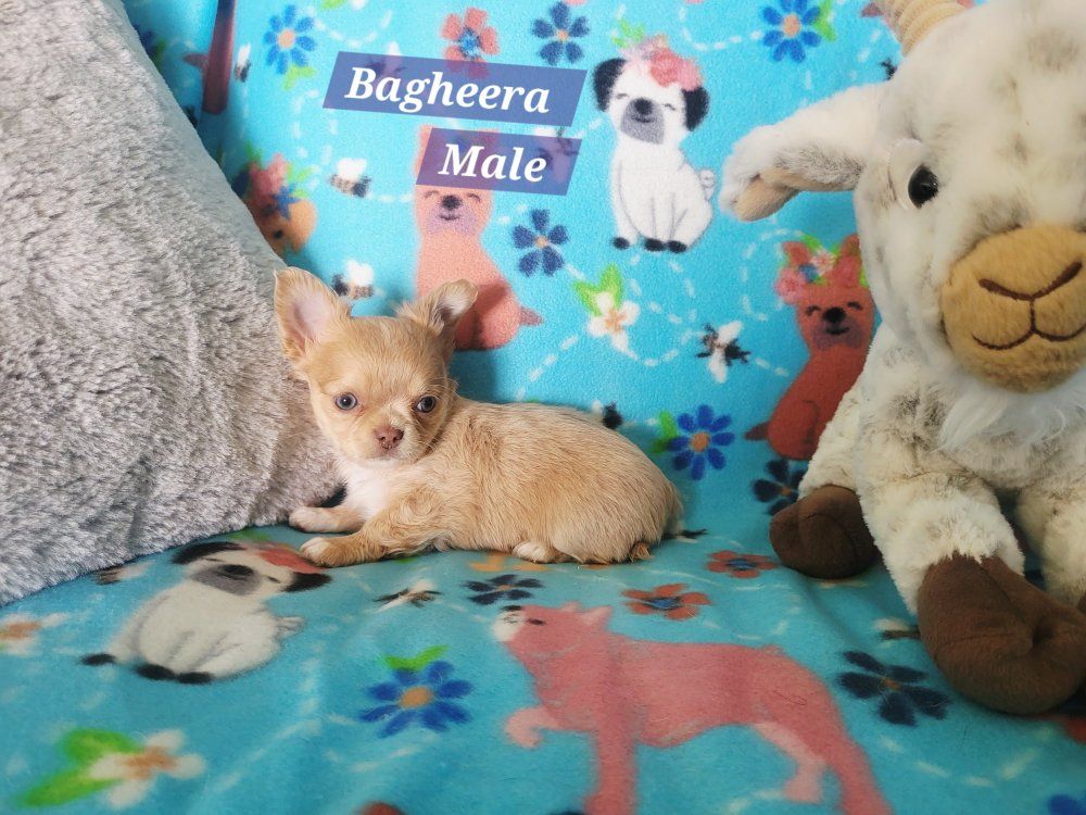 Akc Chihuahua Puppy