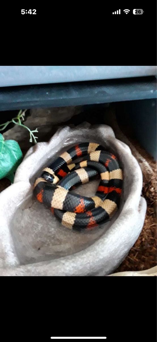 Pueblan Milksnake