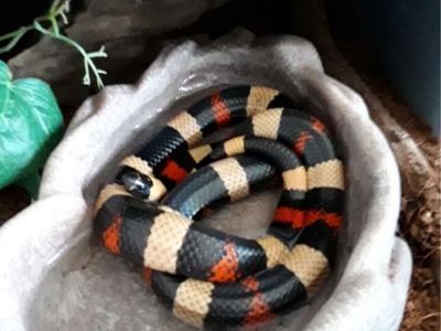 Pueblan Milksnake