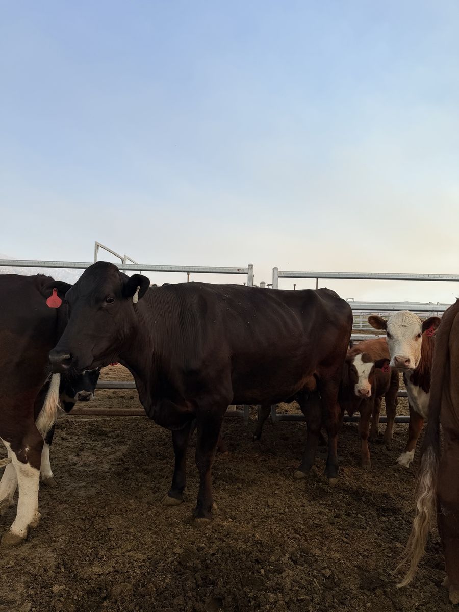 Cow and calf pair