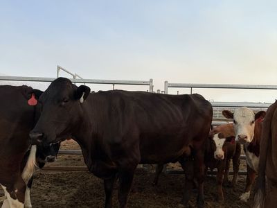 Cow and calf pair