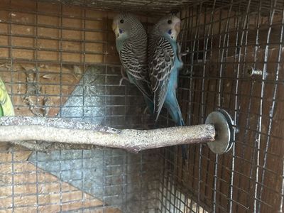 2 left Parakeet Budgie Birds blue color - Adorable Pet Birds