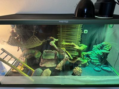 120 GL reptile tank & 2 yr old male bearded dragon