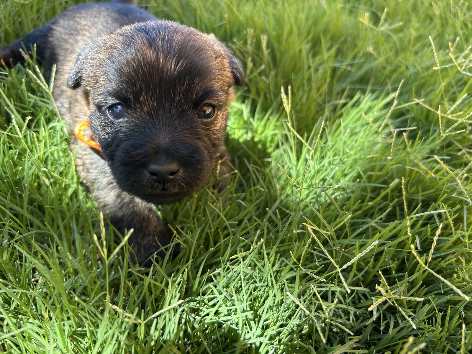 Adorable Cairn Terrier Puppies (Toto from Wizard of Oz)