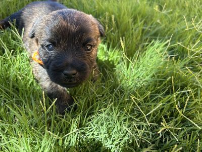Adorable Cairn Terrier Puppies (Toto from Wizard of Oz)