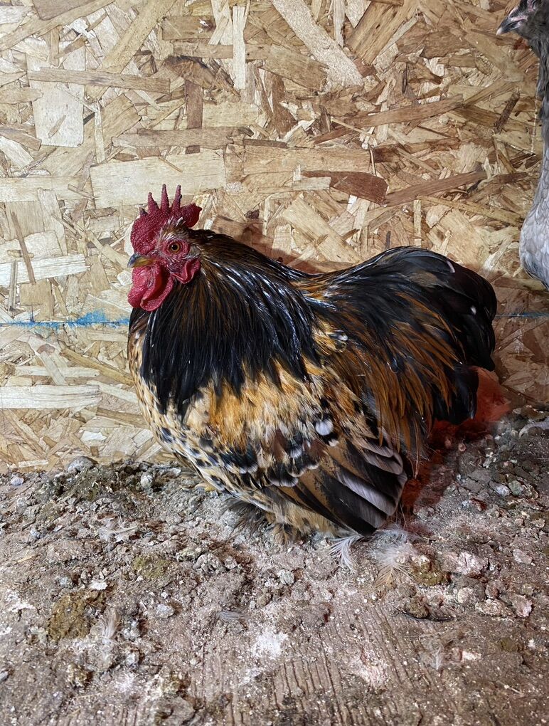 ISO Cochin Bantam Rooster