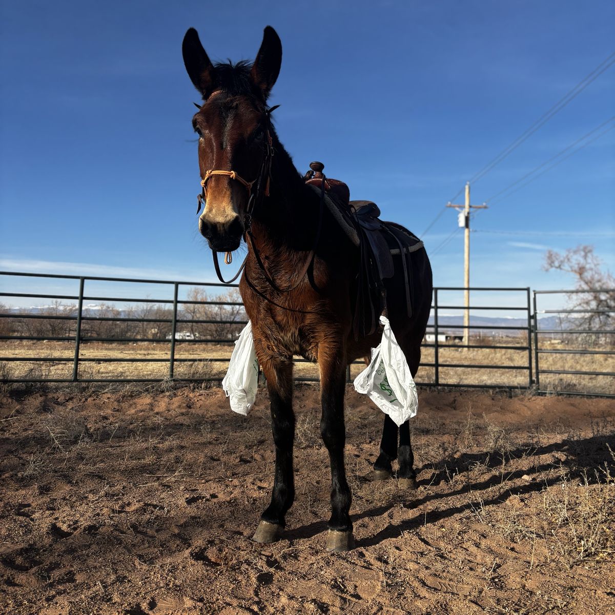 Gaited Molly Mule