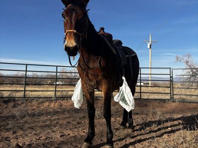 Gaited Molly Mule