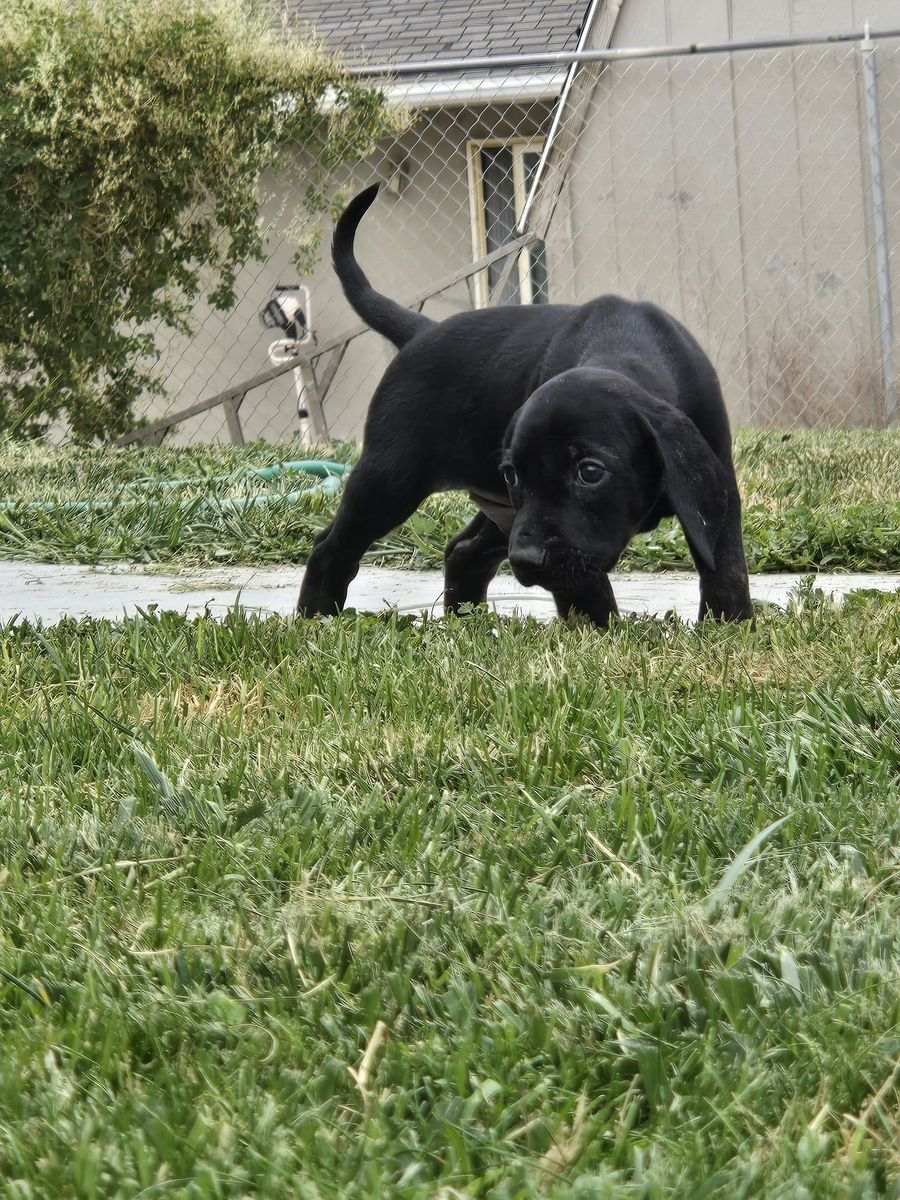 Plott Hound Puppies